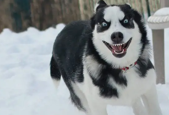 拆家专业户哈士奇和二哈是一个品种吗？
