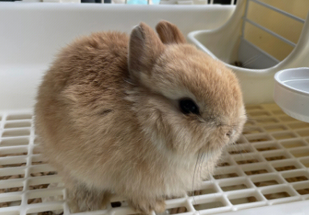 今日小知识：怎么教兔子上厕所