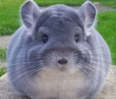 科普玉龙绒鼠好养吗？生病了如何处理？