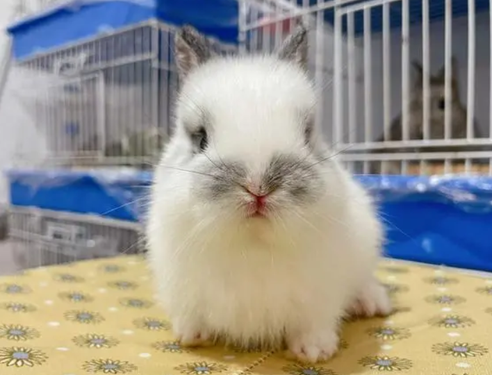 金吉拉兔怎么养，来了解看看吧