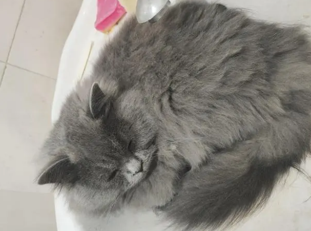 猫为什么讨厌睡在猫窝里？可能铲屎官不懂猫咪的“爱好”