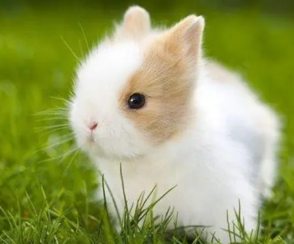 侏儒兔怎么洗澡，主人过来学习吧