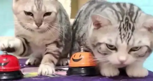 注意：猫咪吃零食会成瘾的！零食不能猫想吃就喂