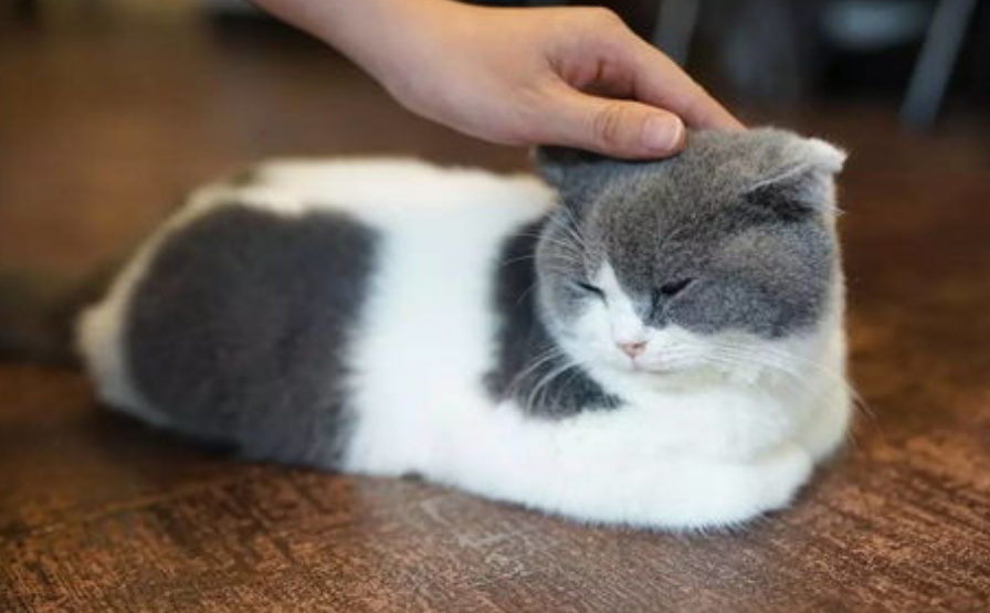 想知道曼肯赤和曼基康有什么区别?来这里瞧瞧~ 想知道曼肯赤和曼基康有什么区别?来这里瞧瞧~