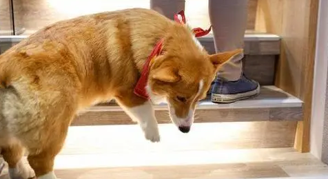 柯基犬爬楼梯的危害有哪些？主人一定要知道！