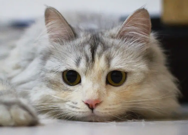 怎么看猫有没有怀孕?大家快来学习一下! 怎么看猫有没有怀孕?大家快来学习一下!