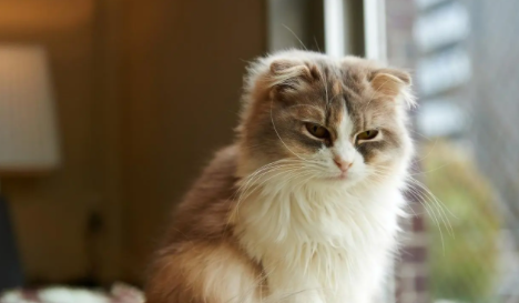 新手小白须知：猫咪洗脸是怎么回事呢？