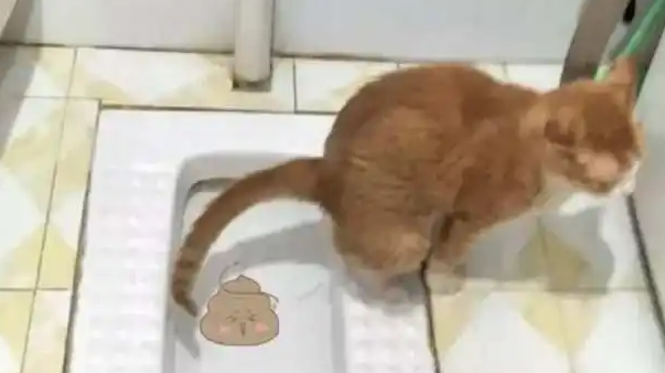 猫拉屎沾身上，主人应该这么做