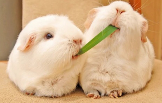 荷兰猪爱掉毛怎么办？学会就不用担心了