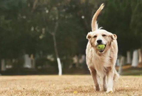 如何买到便宜狗窝？一起来看看~