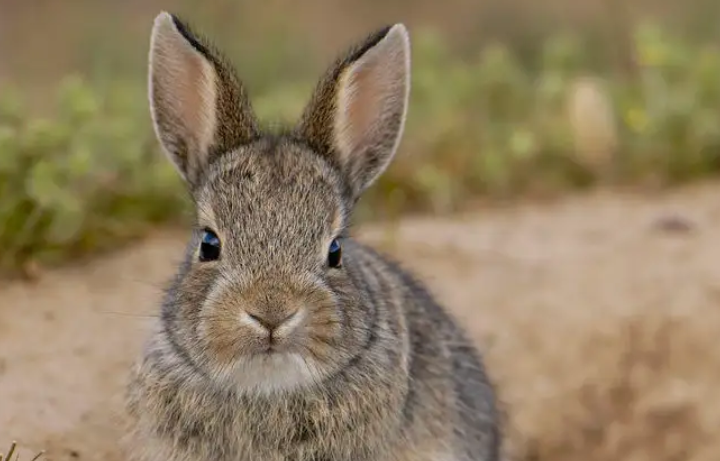 灰尾兔的介绍，看这就够了！