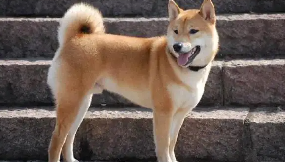 一文带大家了解为什么中华田园犬属于“土狗”！