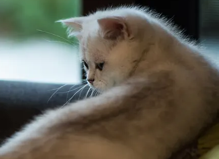 小奶猫身上有跳蚤怎么办？快来了解一下吧。