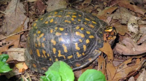 帐篷陆龟怎么养？看完这篇文章你就知道了！