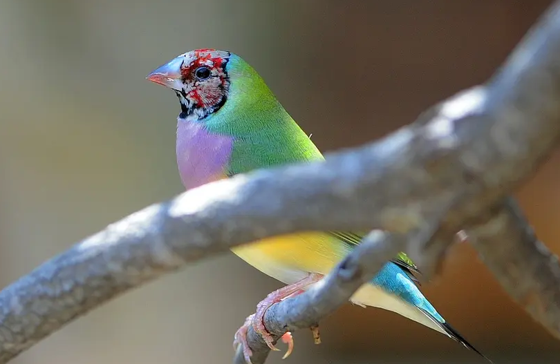 教你如何区别七彩文鸟的公母! 教你如何区别七彩文鸟的公母!