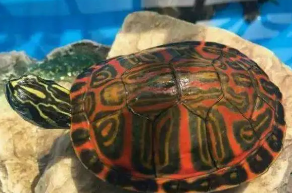 火焰龟一天喂几次？不清楚的来这看看