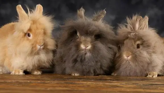 狮子头兔多大成年？看完你就知道了