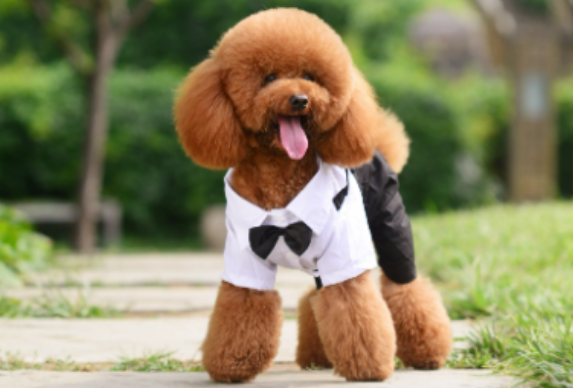 泰迪竟然能直立行走！这是为什么呢？