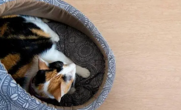 猫咪来新家，猫窝有哪些选购要求，给喵喵一个舒适的家