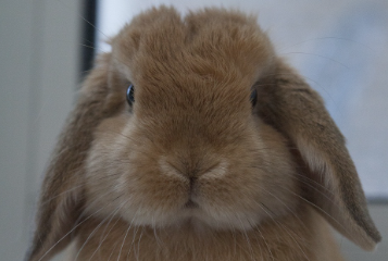 英国迷你垂耳兔多大成年，你知道吗？