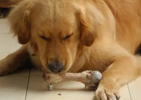 狗狗喜欢什么样的零食？你可以选择这些