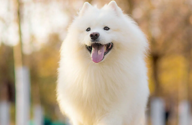 哪种犬适合选美？我来告诉你！