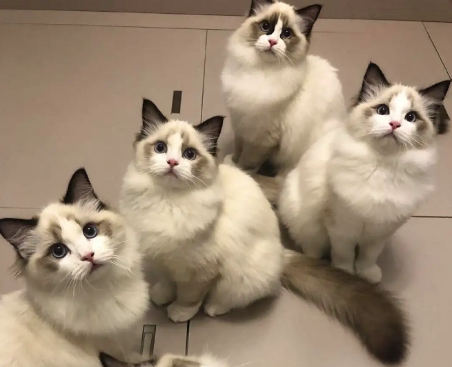 蓝双和海双布偶哪个更贵？来看看！