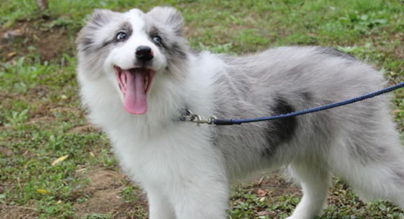 陨石边牧有缺陷吗？在这里，可以找到答案