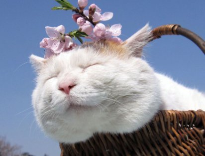 怎么判断猫咪得了猫藓？本文给你答案