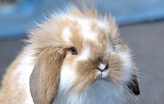 垂耳兔粘人的表现看这几点就够了