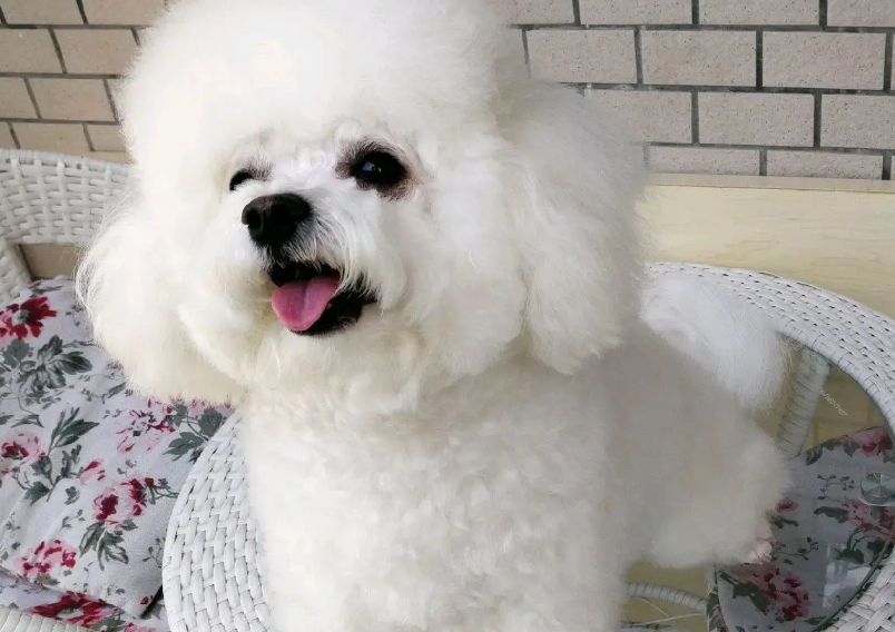 比熊为什么喜欢舔人？原因看这里