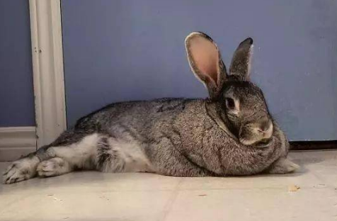 巨型花明兔臭不臭？看完你就清楚了