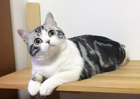 带你了解网红“叨乐”的原型——美国短毛猫的前世今生