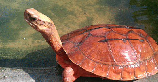 金钱龟怎么养比较好？看这里你就清楚了~