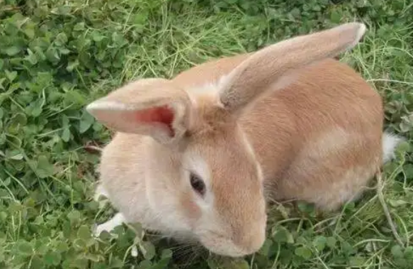 豫丰黄兔的喂养方法全在这了！