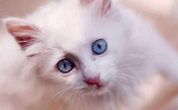 不分开母猫怎么断奶呢?可以通过循序渐进的方法 不分开母猫怎么断奶呢?可以通过循序渐进的方法