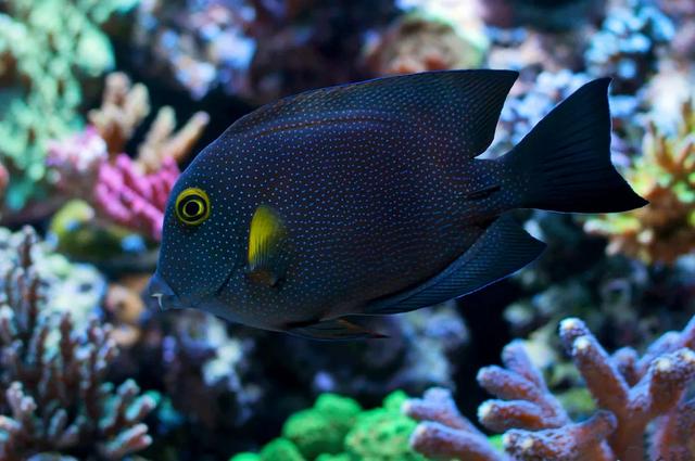 想养一只印度金圈吊？先收好这篇喂养秘籍吧！