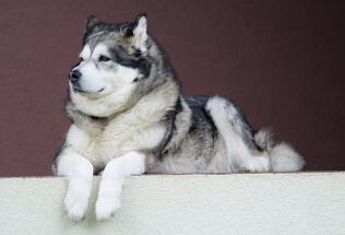 阿拉斯加是大型犬？网友：怎么不算呢……