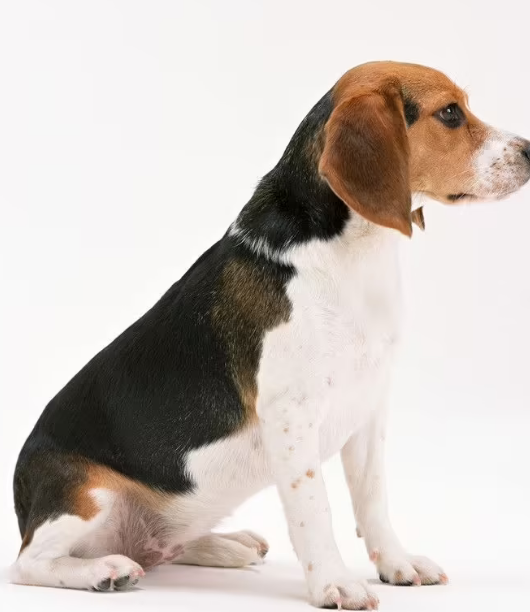 惊！原来和狗狗睡觉有这么多坏处，快进来看看吧