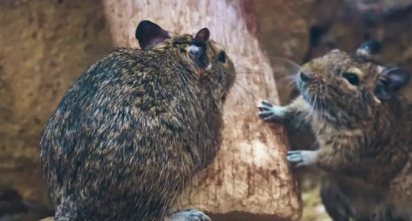 不小心被巨泡灰鼠咬了怎么办？处理方法如下