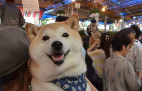 柴犬便宜和贵的差别在哪?想饲养的宠主来康康吧! 柴犬便宜和贵的差别在哪?想饲养的宠主来康康吧!