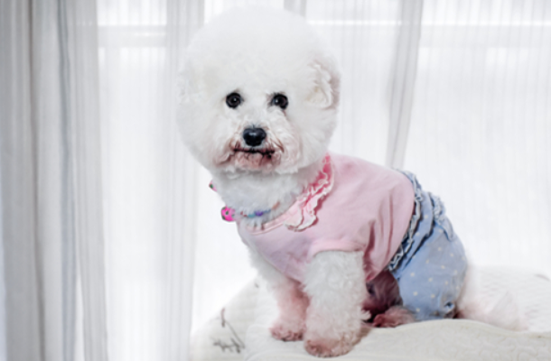 比熊的毛发发黄是不纯吗？这篇文章给你答案~