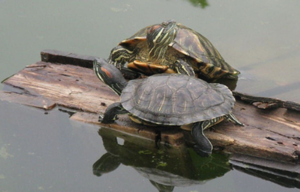 乌龟到底能不能吃鲈鱼，看这就够了！