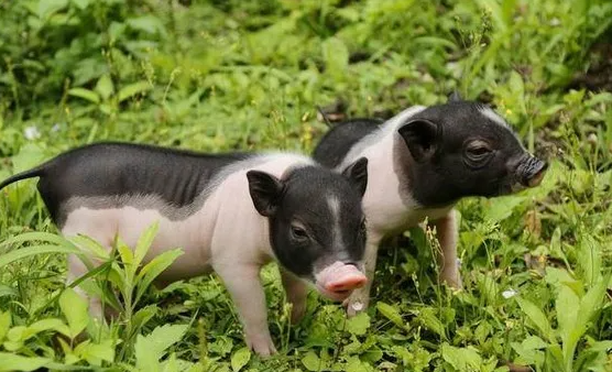 麝香猪多少钱一只？不同地区的行情可能不一样
