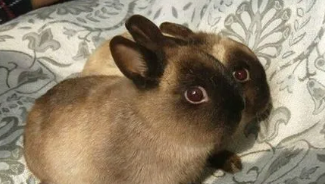 暹罗兔多大开始变色，来了解下吧