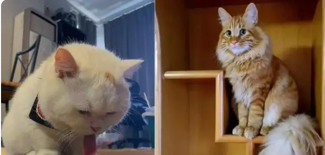 新养小猫不吃猫粮怎么办？到家后要注意什么