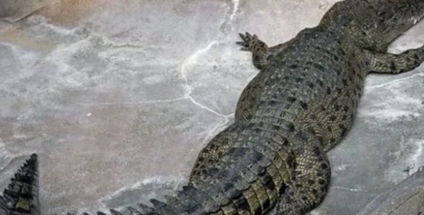 鳄鱼怎么分公母？看完你就明白