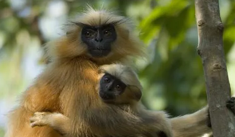 金色乌叶猴的生活习性有哪些？不清楚的快来看看！