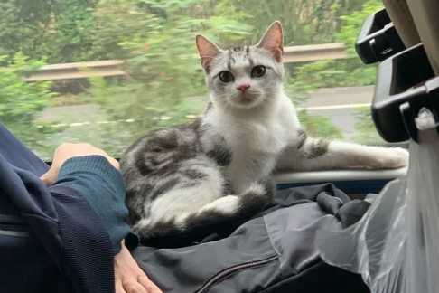 携带猫咪乘坐大巴,需要具备哪些条件? 携带猫咪乘坐大巴,需要具备哪些条件?