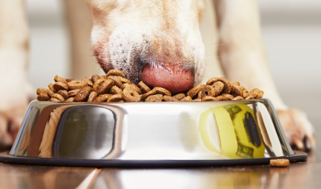 “双十一”宠物食品销量大增 国产品牌近年来迅速崛起